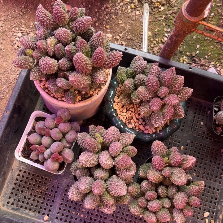 最***初吉祥如意等名家作品在