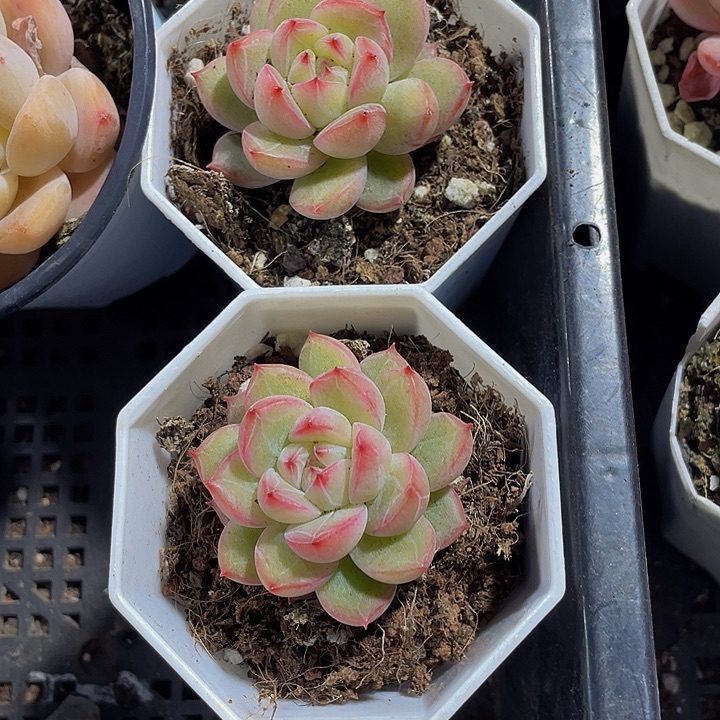 雪花珍妮带盆土发