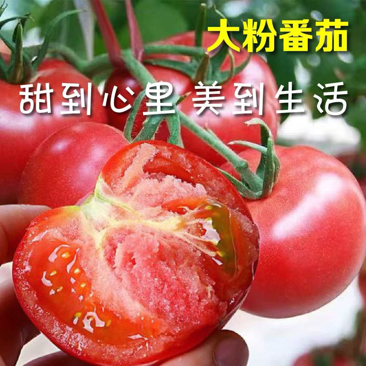 泾阳正宗普罗旺斯水果西红柿自然成熟沙瓤可生吃
