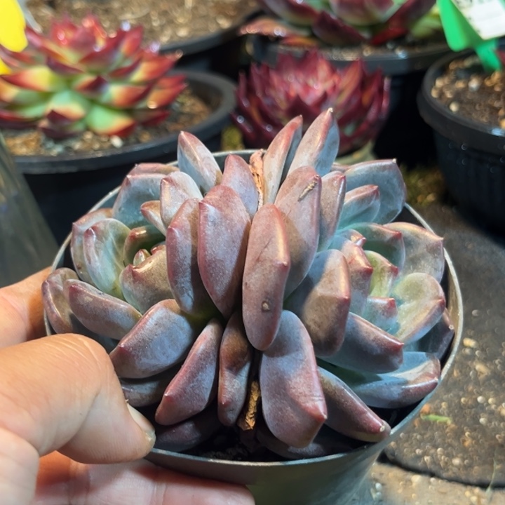 口橙石化一物一拍包装收缩花旱