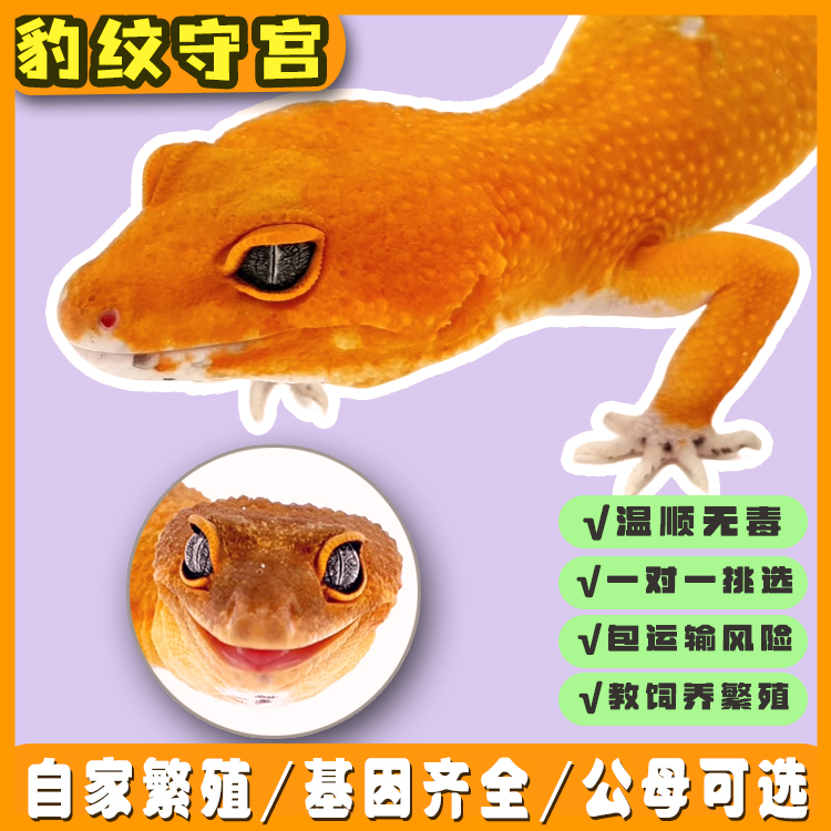 网红豹纹守宫活体懒人桌面宠物易养新手爬宠异宠肥尾睫角瘤尾