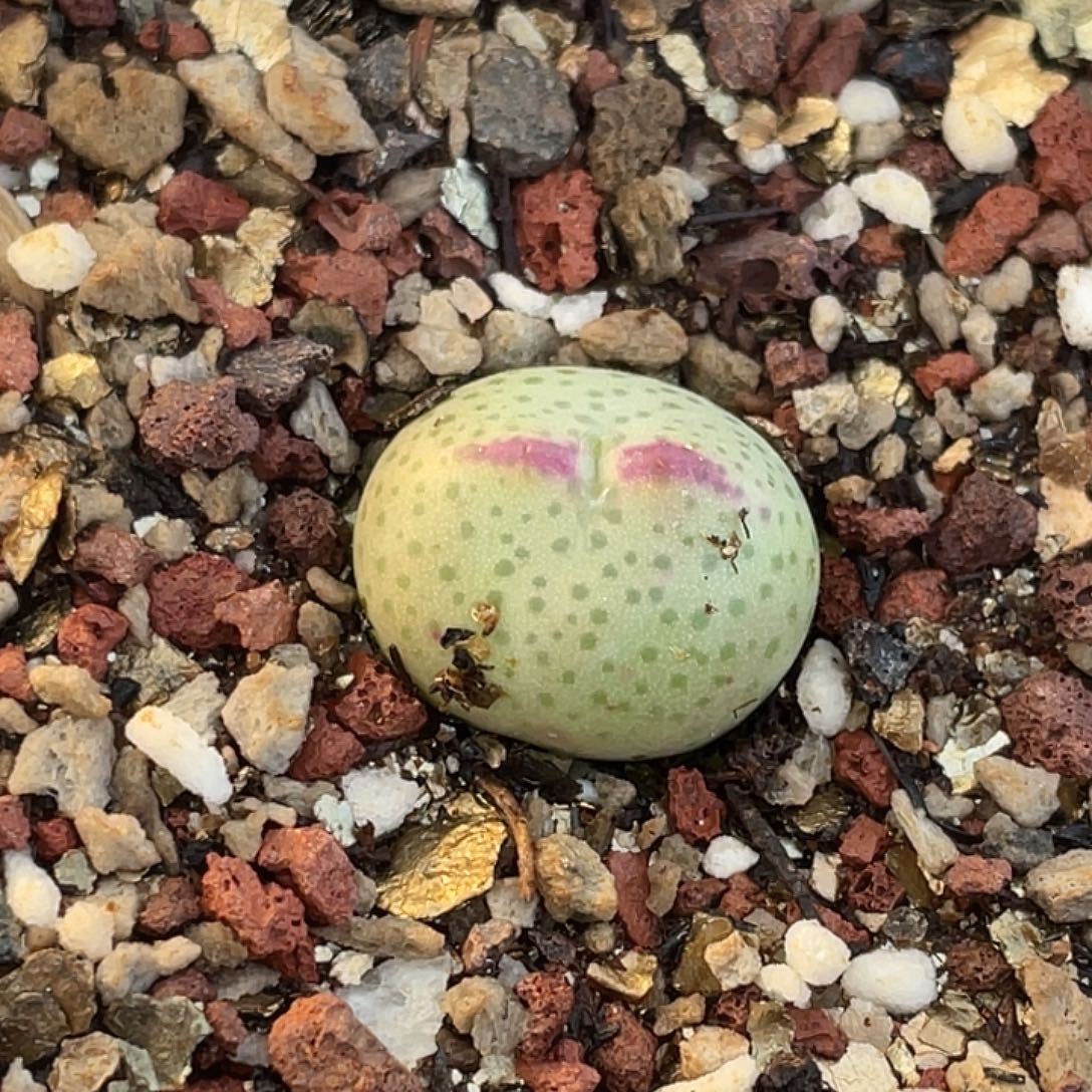 30-140肉锥ssg比卡丘