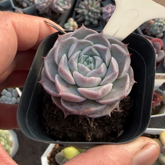 195海林娜多肉植物多