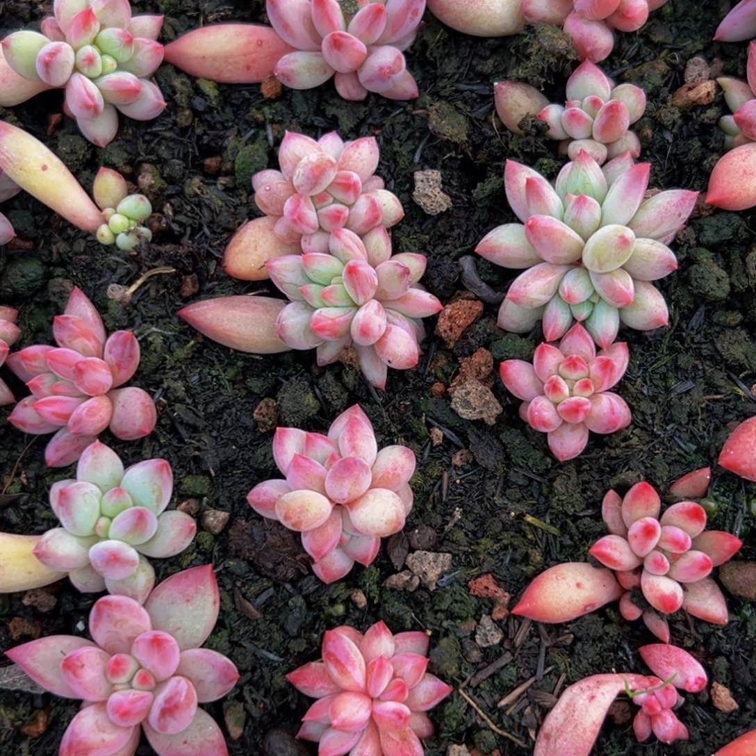 15颗大小不等虞美人二代樱花粉