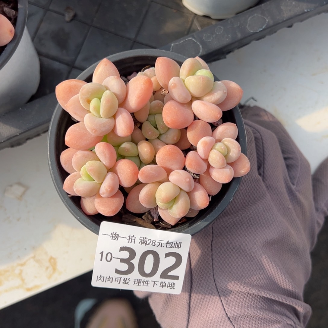 桔子洛神多肉多肉多肉多肉