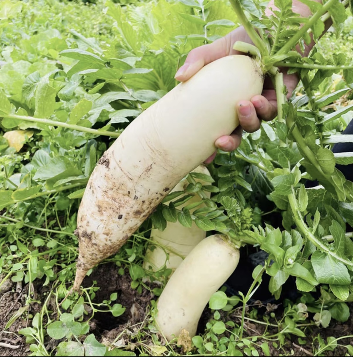湖南湘西高山白萝卜新鲜多汁