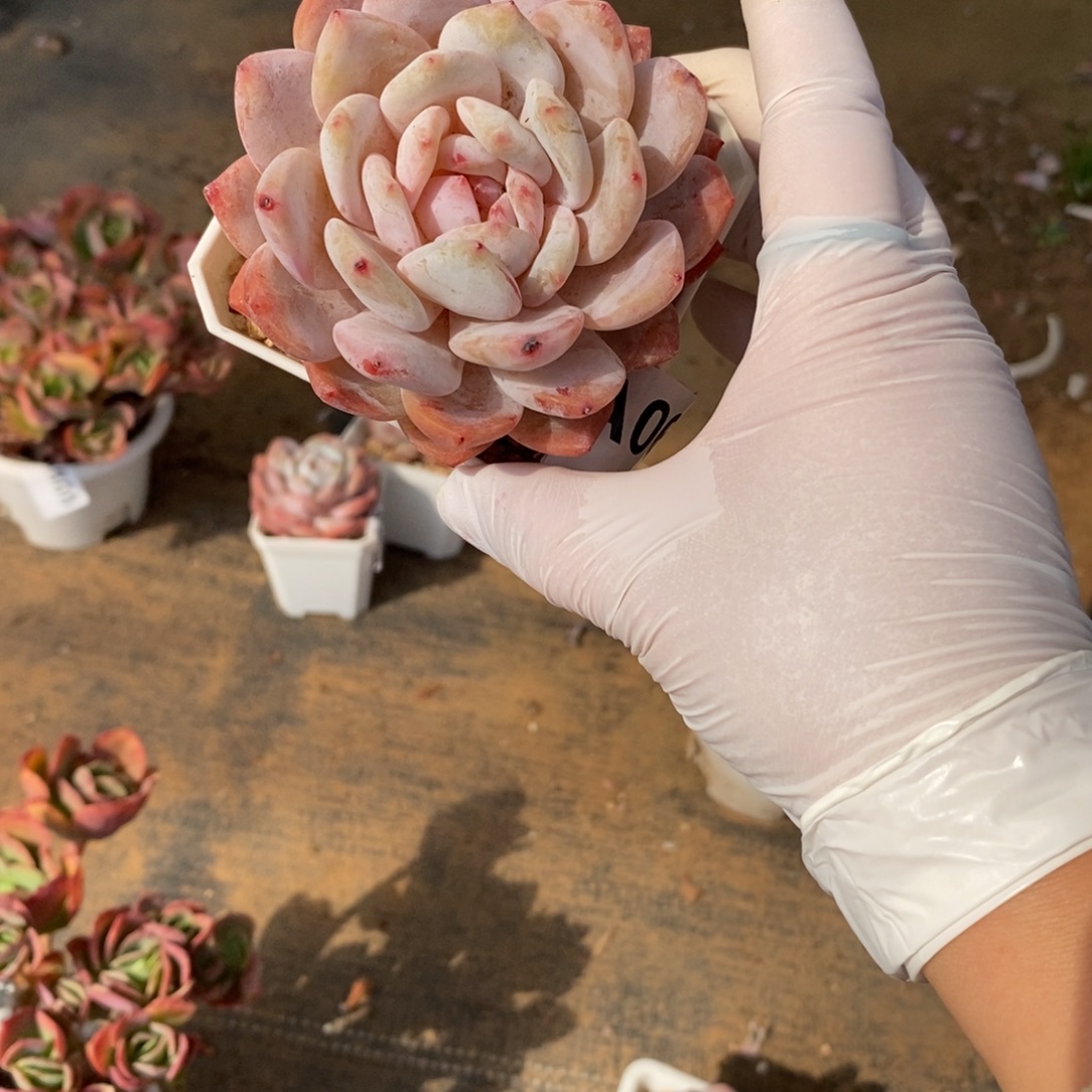 浣****065橙梦露一物一拍