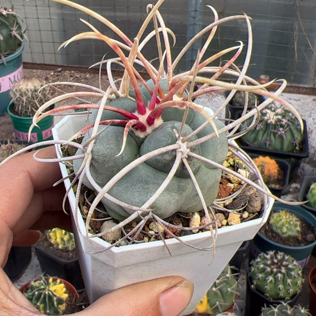 实生精选高木菲冠龙