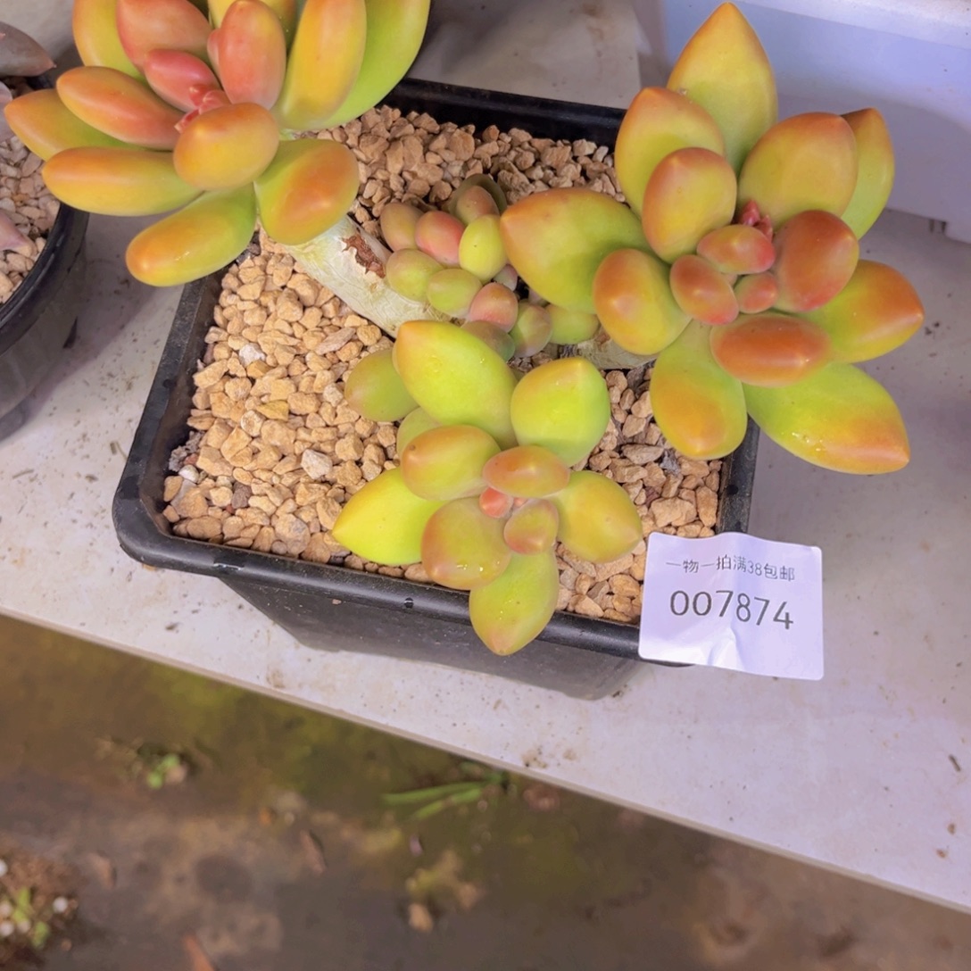 多肉一物一拍7874