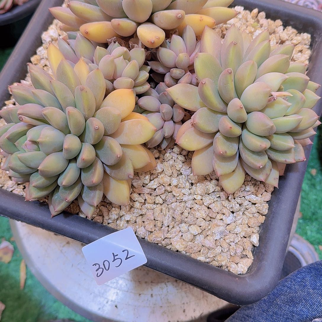 十*3052象牙多肉植物