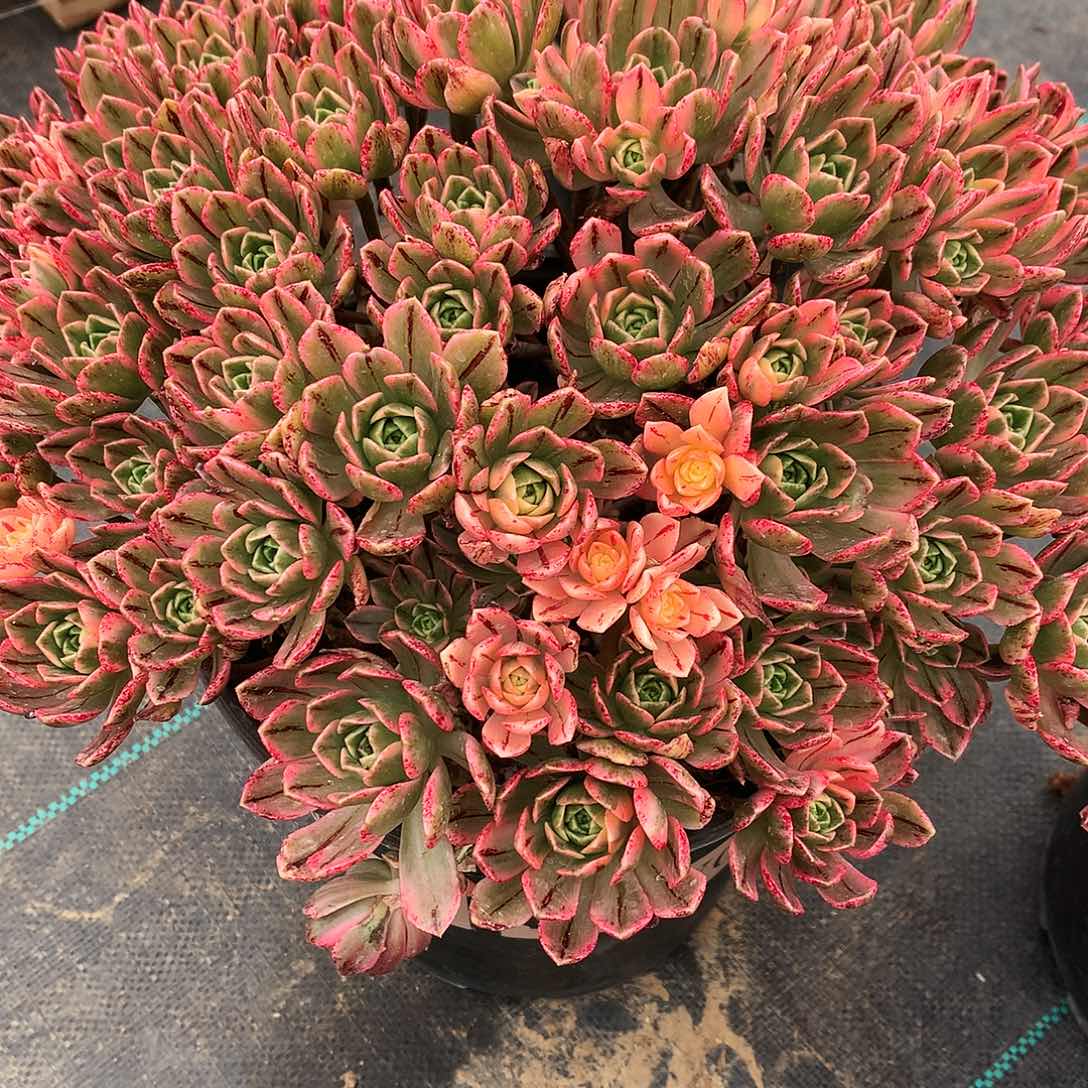 法师图片多肉植物。。。。。