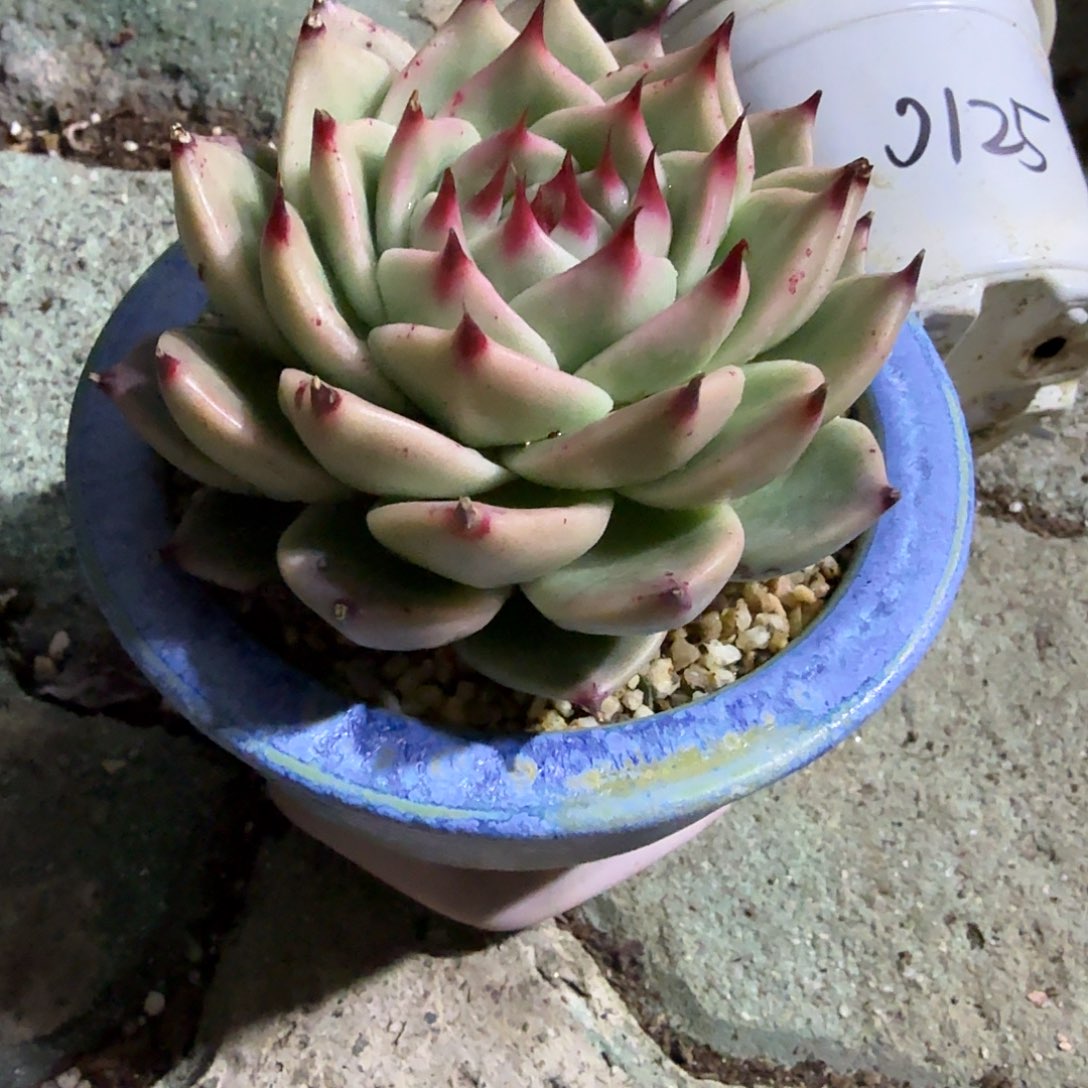 托斯卡内里多肉植物