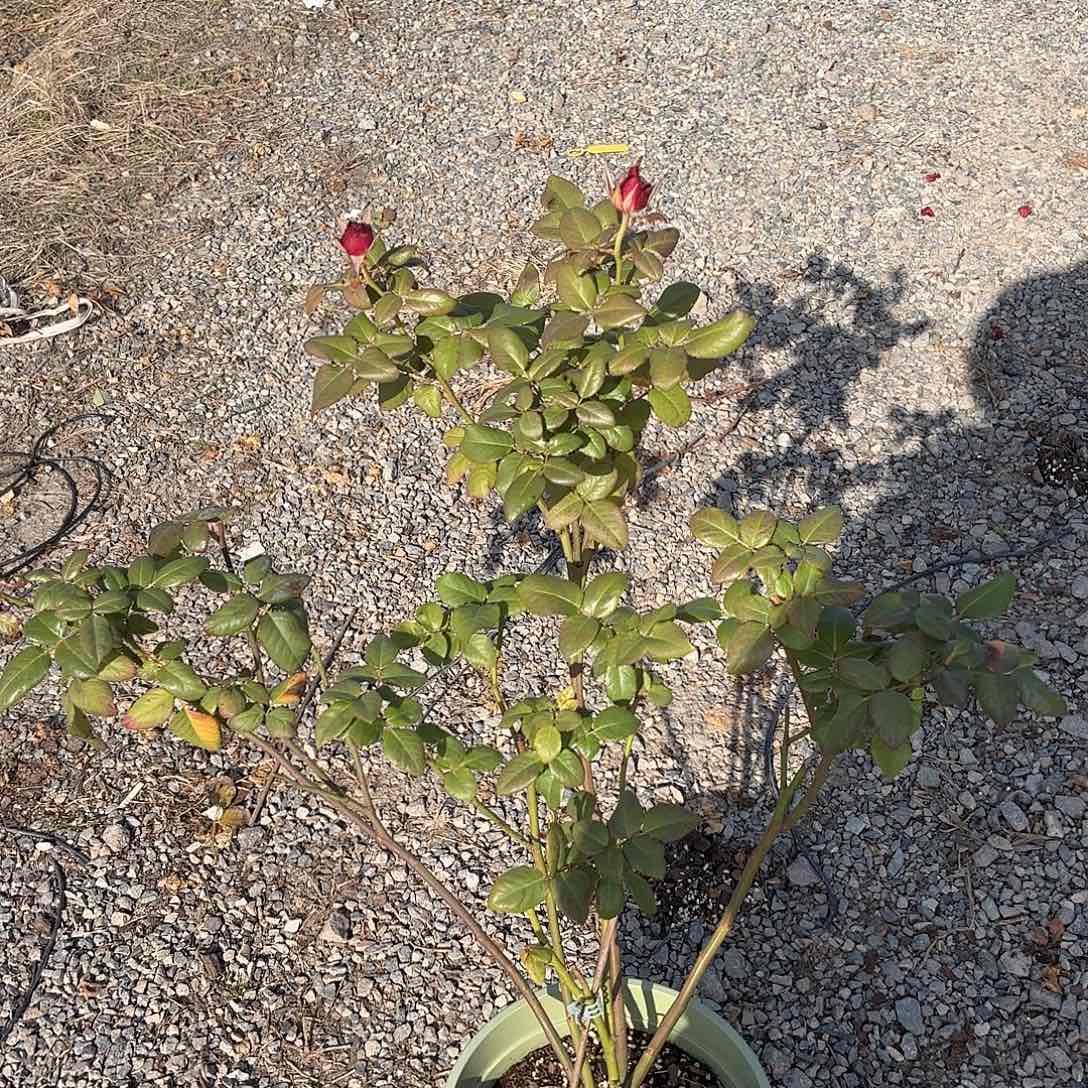 薛宝钗3加仑根接苗