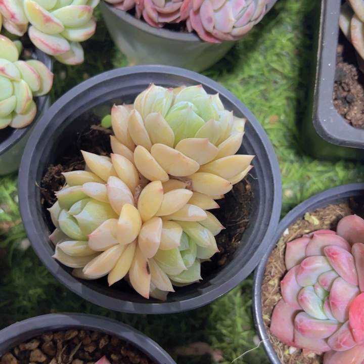 健健康康平平安安