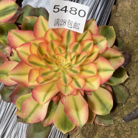 香妃多肉多肉5480