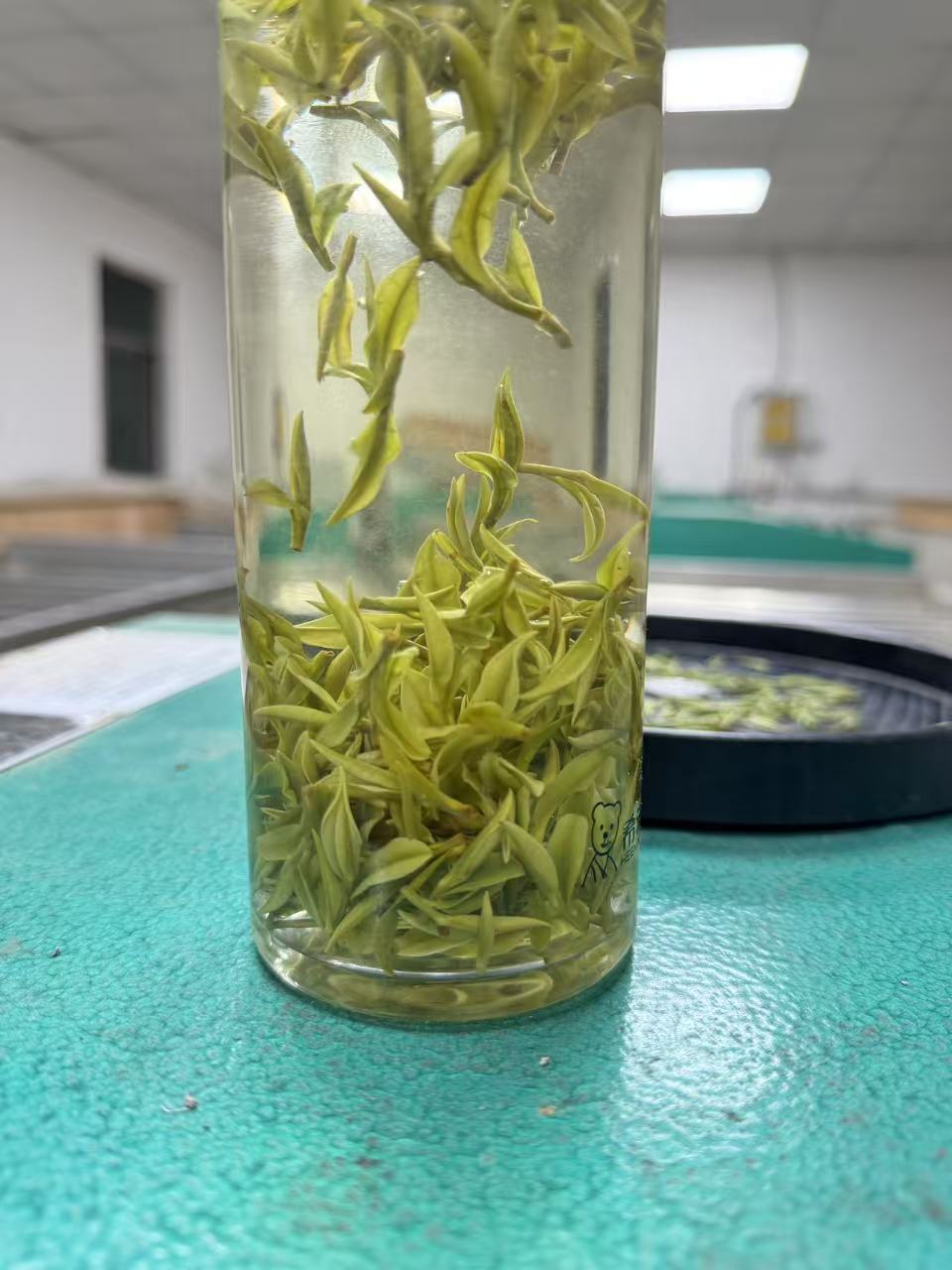 2025年新茶 安吉白茶精品 正宗原产地小米芽明前头采白茶