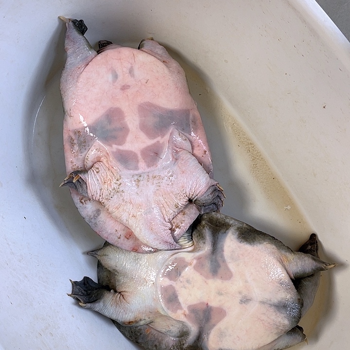 中国大陆福利鱼包活不退换