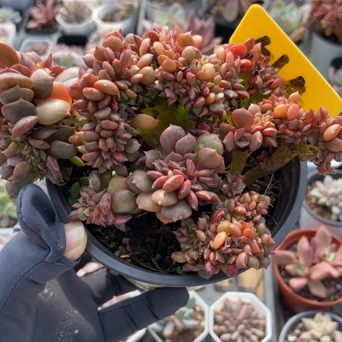 564大红袍缀多肉植物