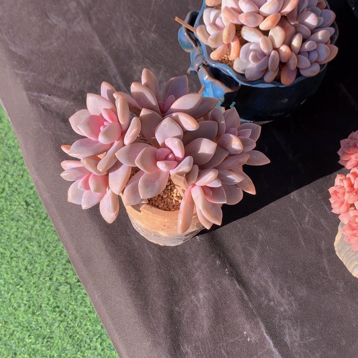 桃霜自然小树无砍