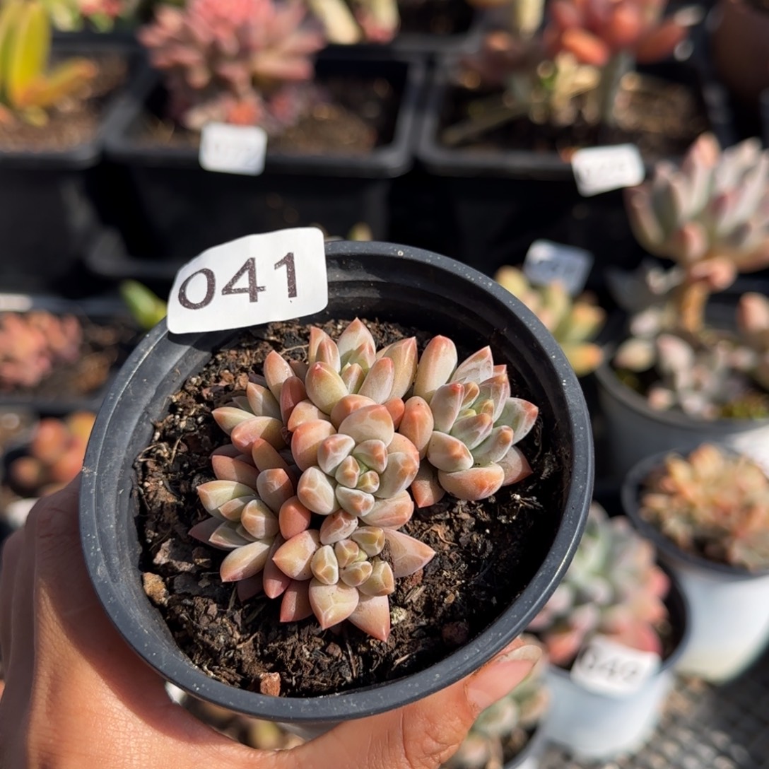 041号一物一拍一物一拍