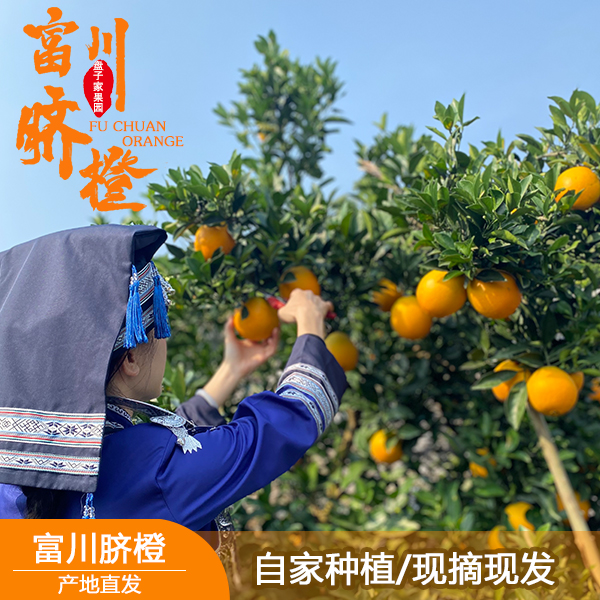 正宗广西富川脐橙/现摘现发/自家种植  橙香味浓