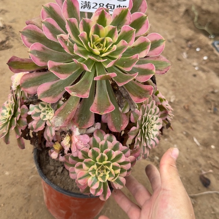 2965二号棚红铜壶I