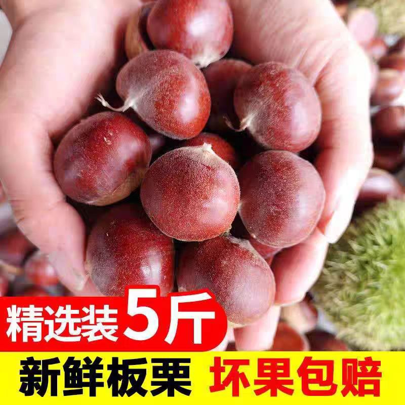 【买3斤送2斤】现摘现采新鲜带壳板栗粉糯香甜现摘现发难剥皮非油栗