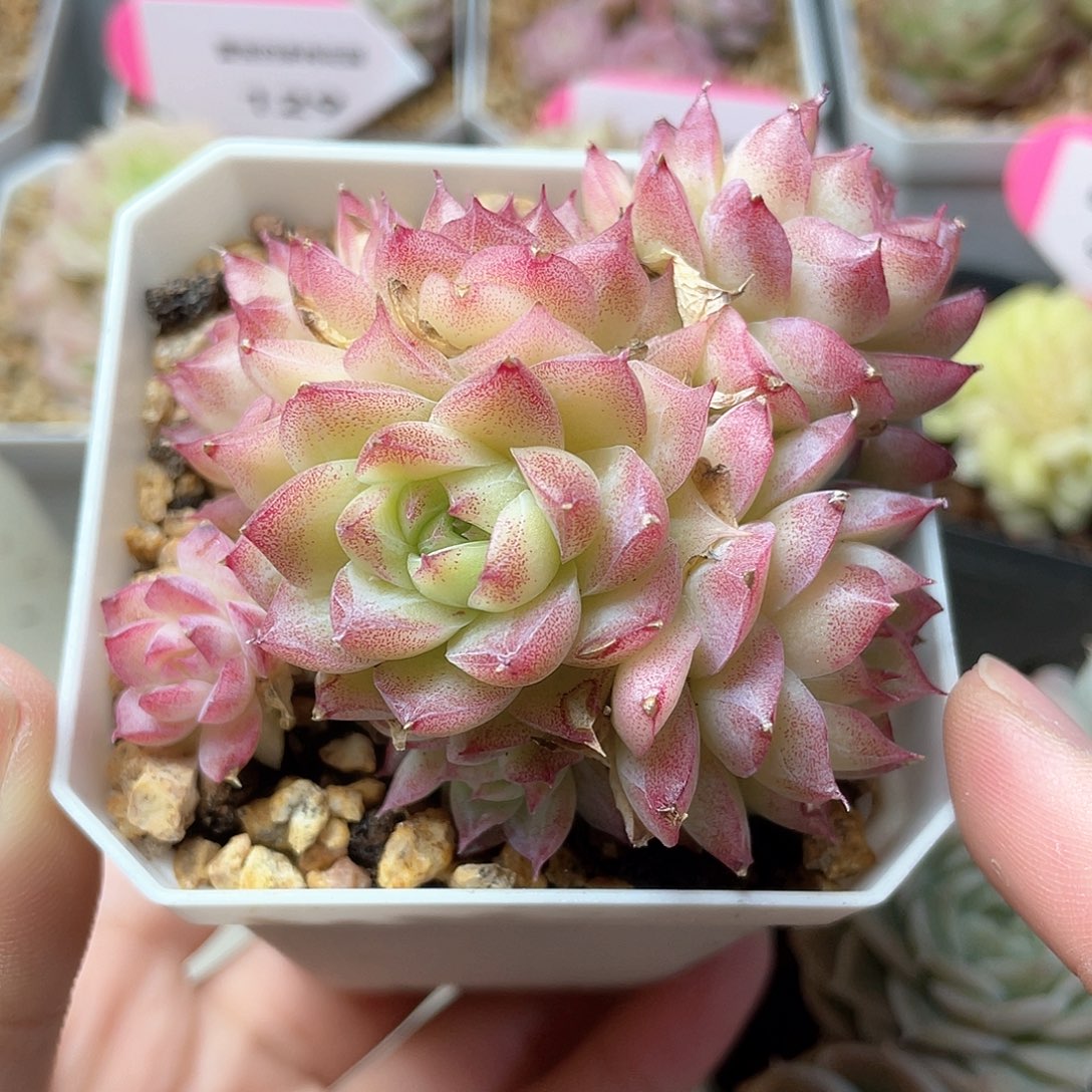 优选女王精品109