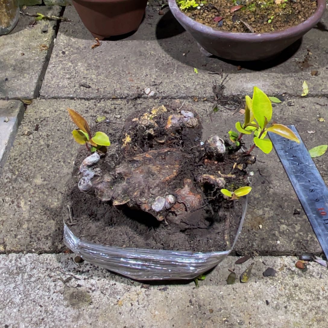 当前无花朵，栽培后可花朵