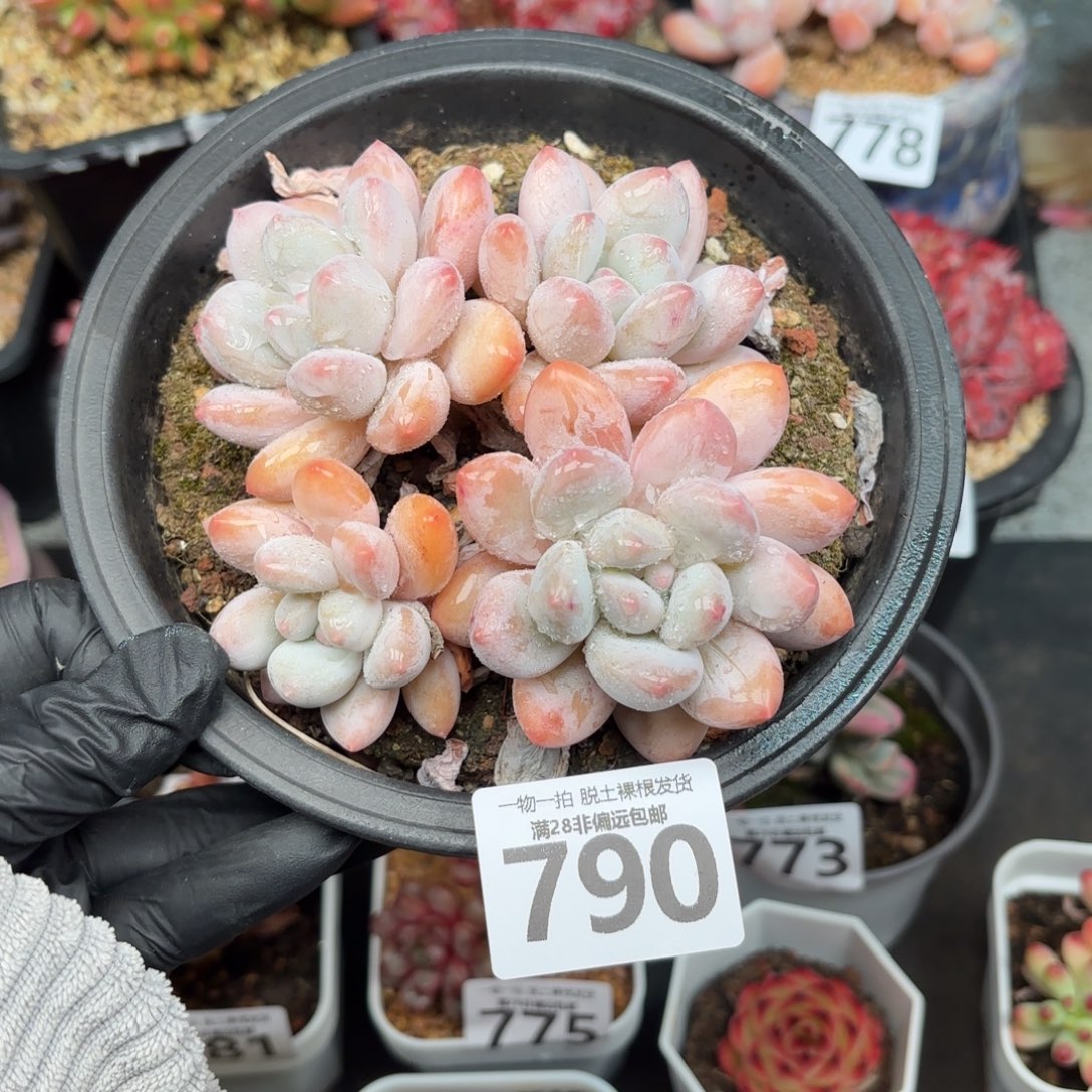 香水老桩无盆土发货