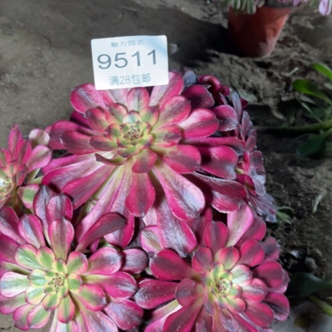 美亚多肉多肉9511