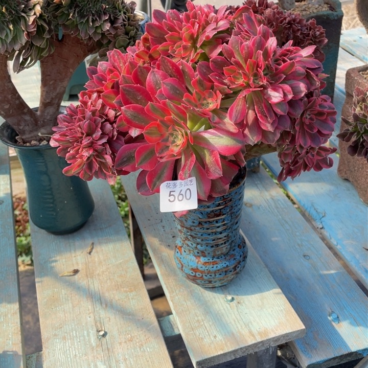 560号粉女巫法师缀化