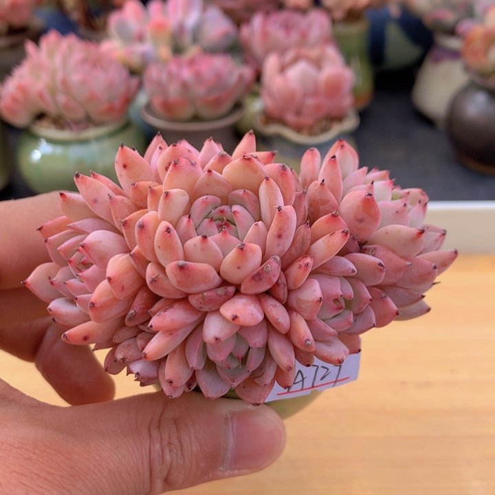 一物一拍满38包邮 A729