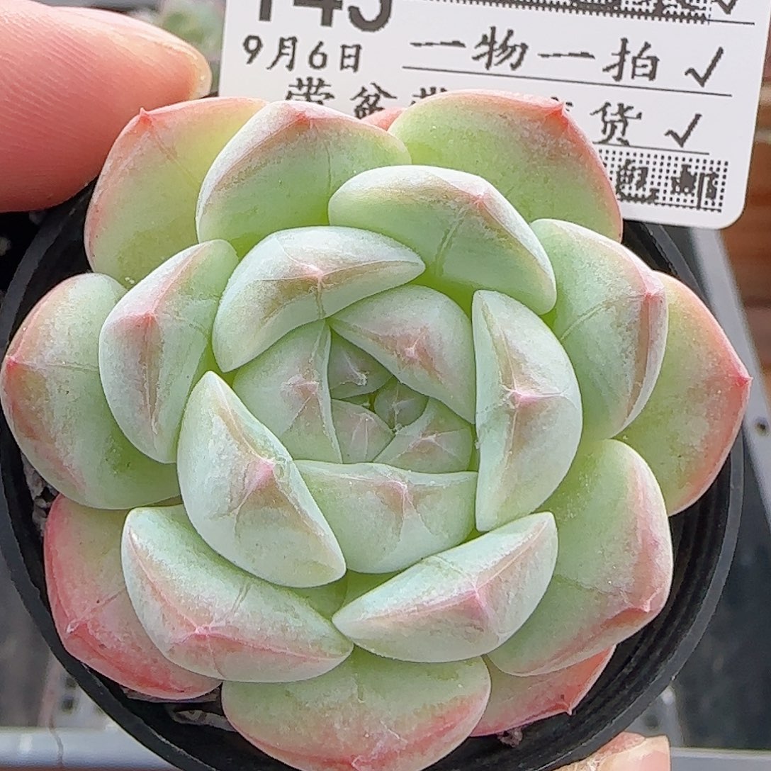 多肉0906-143暗纹