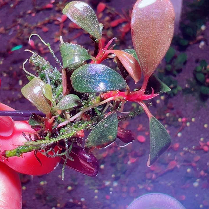 福利18号福利价植物一头