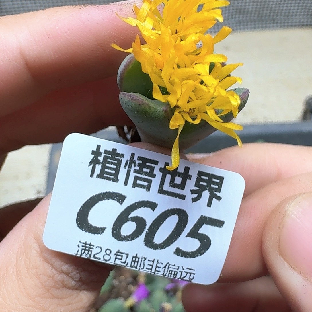 多肉W的润泽dcvnj