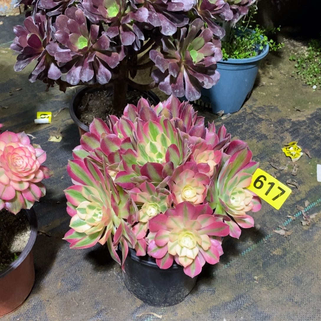 粉女巫从林多肉法师617