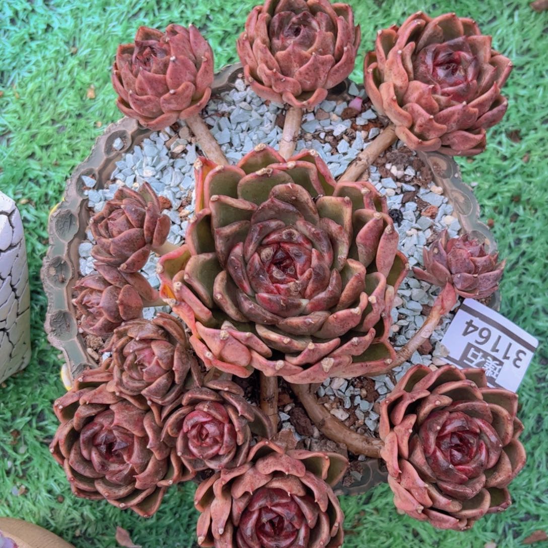 溜溜球31164多肉植物