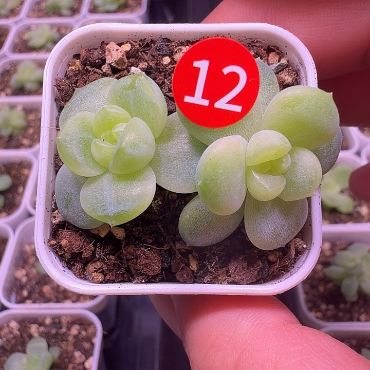 M361四方盆一物一拍