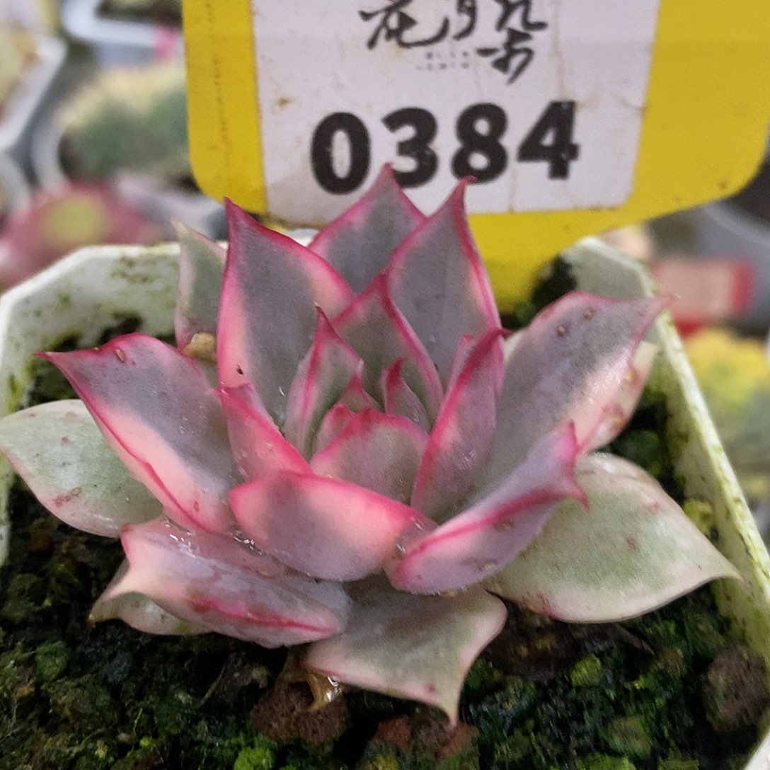 384宝莲灯哈哈哈哈哈