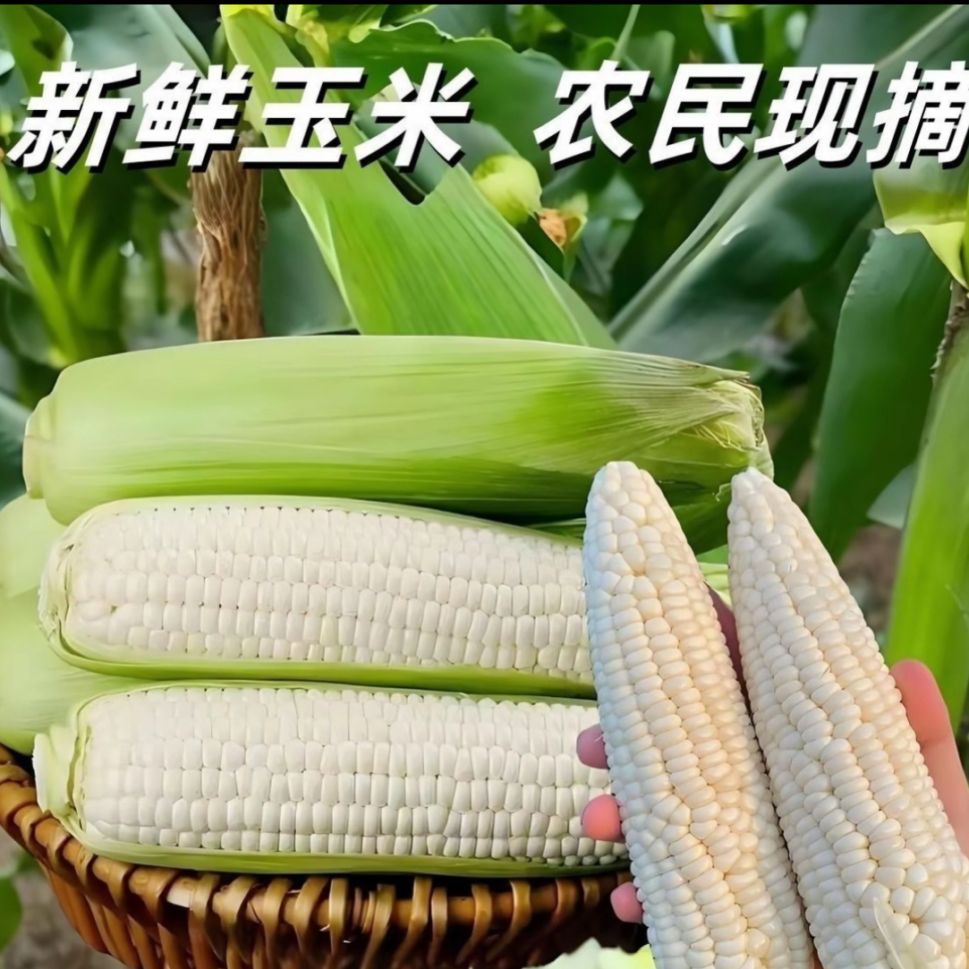 四川新鲜带壳白糯玉米甜玉米现摘现发软糯香甜