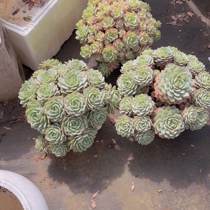 小***?1801恋曲多肉植物