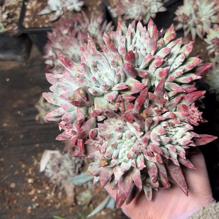 398个哈哈哈哈哈哈哈哈