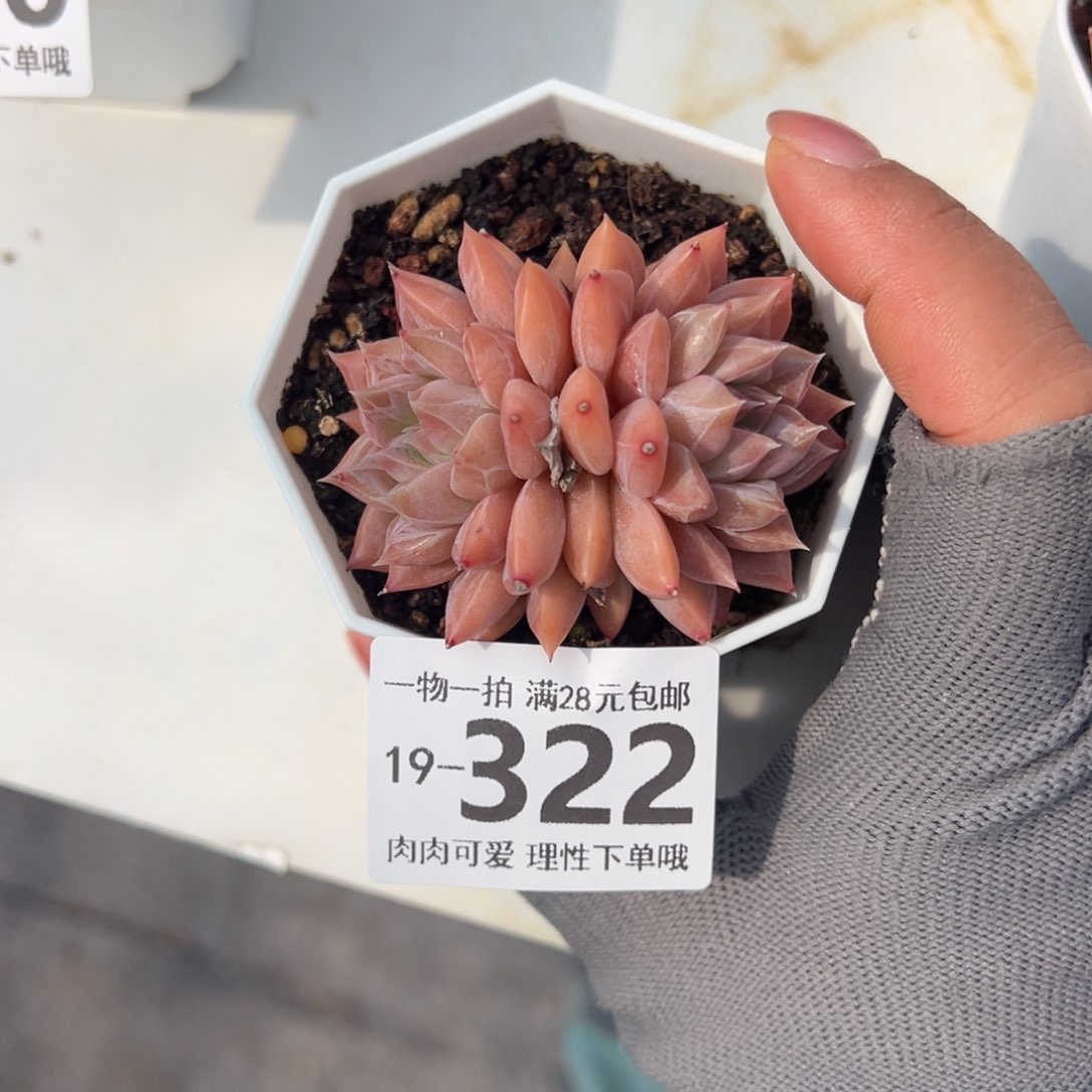 小****没梦境多肉多肉多肉多肉