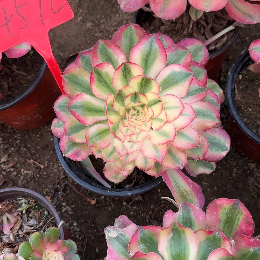 4572爱丽丝多肉法师