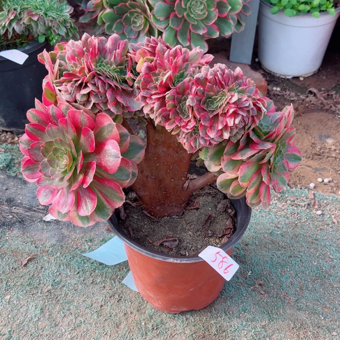 586雨荷缀化多肉植物