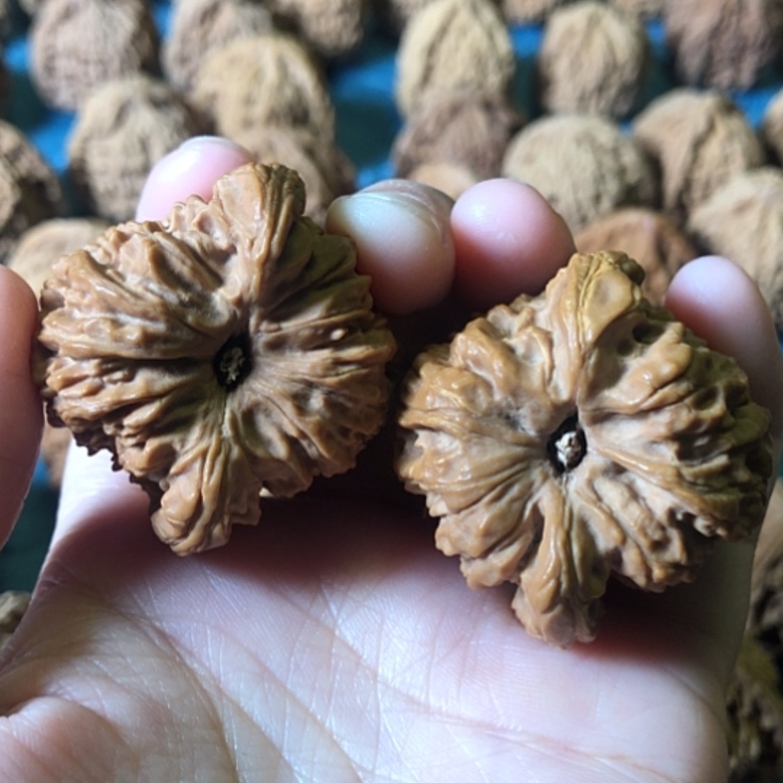 【闪购商品】文玩核桃把件一代将不退换