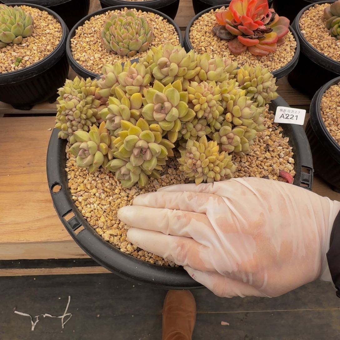 a a a a a a a a a 221