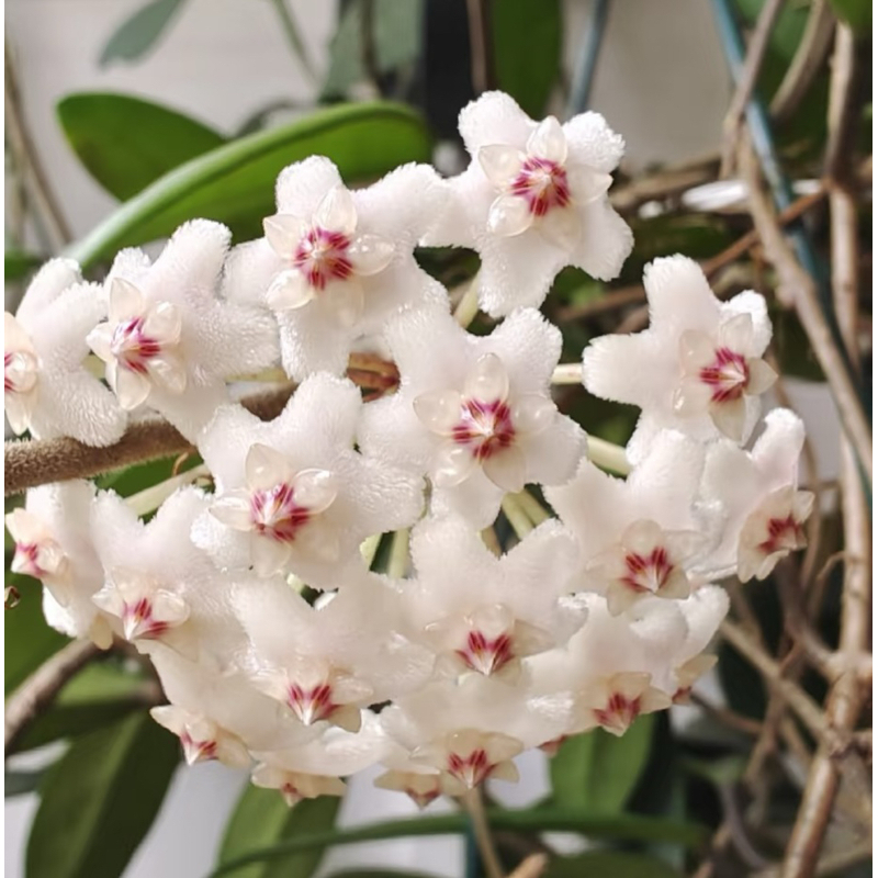 太行【玉石叶】品种球兰叶片厚实油量颜值高