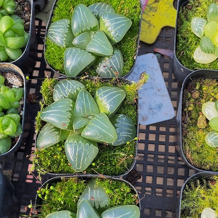 甜心玉露带盆土发